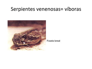 Serpientes venenosas= víboras




              Foseta loreal
 