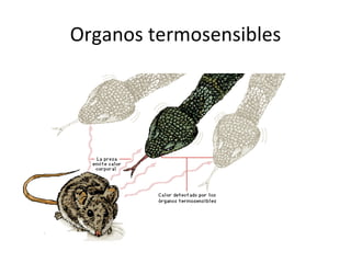 Organos termosensibles
 
