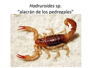 Hadruroides sp.
“alacrán de los pedregales”
 