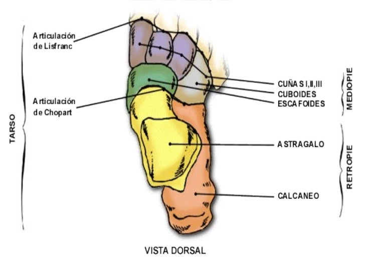 ARTICULACIONES DEL TOBILLO Y PIE PDF DOWNLOAD ARTICULACIONES DEL TOBILLO Y PIE PDF DOWNLOAD