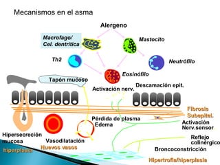Eosinófilo
Mastocito
Alergeno
Th2
Vasodilatación
Pérdida de plasma
Edema
Neutrófilo
Hipersecreción
mucosa
Tapón mucoso
Macrofago/
Cel. dentrítica
Broncoconstricción
Reflejo
colinérgico
Descamación epit.
Activación
Nerv.sensor.
Activación nerv.
FibrosisFibrosis
Subepitel.Subepitel.
Hipertrofia/hiperplasiaHipertrofia/hiperplasia
Nuevos vasosNuevos vasos
hiperplasiahiperplasia
Mecanismos en el asma
 
