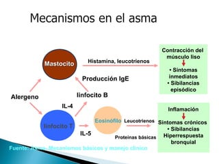 Contracción del
músculo liso
• Síntomas
inmediatos
• Sibilancias
episódico
Inflamación
Síntomas crónicos
• Sibilancias
Hiperrespuesta
bronquial
Histamina, leucotrienos
Alergeno linfocito B
Producción IgE
Fuente: Asma- Mecanismos básicos y manejo clínico
Leucotrienos
IL-4
IL-5
Proteínas básicas
Eosinófilo
MastocitoMastocito
linfocito T
 