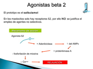 El prototipo es el salbutamol
En los mastocitos solo hay receptores ß2, por ello NO se justifica el
empleo de agentes no selectivos.
Mecanismo de acciónMecanismo de acción ::
Agonista ß2
+ Adenilciclasa ↑ del AMPc
+ proteinkinasa A
- fosforilación de miosina
↓ Ca++ RELAJACIÓNRELAJACIÓN
Agonistas beta 2Agonistas beta 2
 
