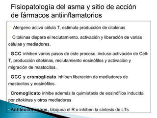 Fisiopatología del asma y sitio de acción
de fármacos antiinflamatorios
 Alergeno activa célula T, estimula producción de citokinas
 Citokinas dispara el reclutamiento, activación y liberación de varias
células y mediadores.
• GCC inhiben varios pasos de este proceso, incluso activación de Cell-
T, producción citokinas, reclutamiento eosinófilos y activación y
migración de mastocitos.
• GCC y cromoglicato inhiben liberación de mediadores de
mastocitos y eosinófilos.
• Cromoglicato inhibe además la quimiotaxis de eosinófilos inducida
por citokinas y otros mediadores
• Antileucotrienos, bloquea el R o inhiben la síntesis de LTs
 