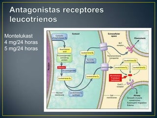 Montelukast
4 mg/24 horas
5 mg/24 horas
 
