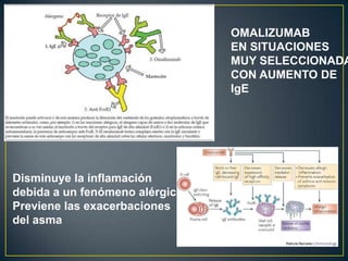 OMALIZUMAB
                                EN SITUACIONES
                                MUY SELECCIONADA
                                CON AUMENTO DE
                                IgE




Disminuye la inflamación
debida a un fenómeno alérgico
Previene las exacerbaciones
del asma
 