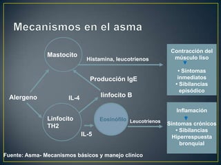 Contracción del
               Mastocito                                        músculo liso
                               Histamina, leucotrienos

                                                                 • Síntomas
                                Producción IgE                   inmediatos
                                                                • Sibilancias
                                                                  episódico
  Alergeno            IL-4          linfocito B

                                                                 Inflamación
               Linfocito            Eosinófilo Leucotrienos
               TH2                                            Síntomas crónicos
                                                                 • Sibilancias
                             IL-5                               Hiperrespuesta
                                                                   bronquial

Fuente: Asma- Mecanismos básicos y manejo clínico
 
