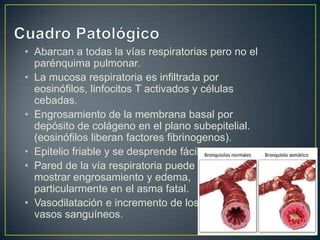 • Abarcan a todas la vías respiratorias pero no el
  parénquima pulmonar.
• La mucosa respiratoria es infiltrada por
  eosinófilos, linfocitos T activados y células
  cebadas.
• Engrosamiento de la membrana basal por
  depósito de colágeno en el plano subepitelial.
  (eosinófilos liberan factores fibrinogenos).
• Epitelio friable y se desprende fácilmente.
• Pared de la vía respiratoria puede
  mostrar engrosamiento y edema,
  particularmente en el asma fatal.
• Vasodilatación e incremento de los
  vasos sanguíneos.
 