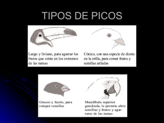 TIPOS DE PICOS
 