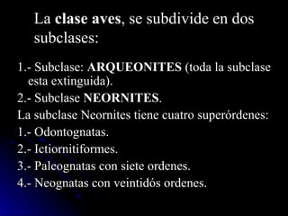 La clase aves, se subdivide en dos
   subclases:
1.- Subclase: ARQUEONITES (toda la subclase
  esta extinguida).
2.- Subclase NEORNITES.
La subclase Neornites tiene cuatro superórdenes:
1.- Odontognatas.
2.- Ictiornitiformes.
3.- Paleognatas con siete ordenes.
4.- Neognatas con veintidós ordenes.
 