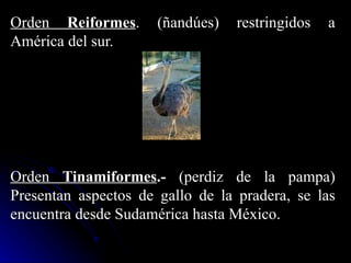 Orden Reiformes.      (ñandúes)   restringidos   a
América del sur.




Orden Tinamiformes.- (perdiz de la pampa)
Presentan aspectos de gallo de la pradera, se las
encuentra desde Sudamérica hasta México.
 