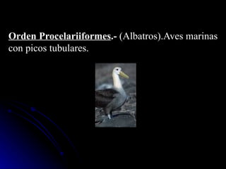 Orden Procelariiformes.- (Albatros).Aves marinas
con picos tubulares.
 