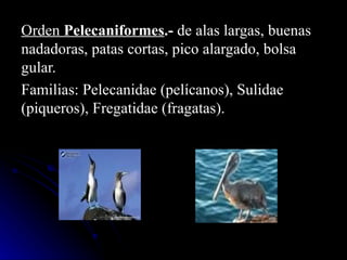 Orden Pelecaniformes.- de alas largas, buenas
nadadoras, patas cortas, pico alargado, bolsa
gular.
Familias: Pelecanidae (pelícanos), Sulidae
(piqueros), Fregatidae (fragatas).
 