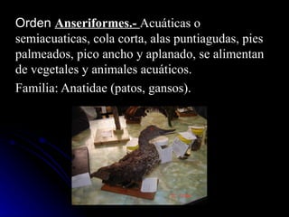 Orden Anseriformes.- Acuáticas o
semiacuaticas, cola corta, alas puntiagudas, pies
palmeados, pico ancho y aplanado, se alimentan
de vegetales y animales acuáticos.
Familia: Anatidae (patos, gansos).
 