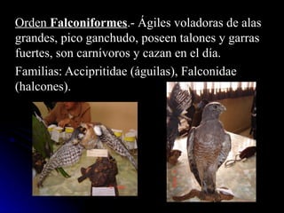Orden Falconiformes.- Ágiles voladoras de alas
grandes, pico ganchudo, poseen talones y garras
fuertes, son carnívoros y cazan en el día.
Familias: Accipritidae (águilas), Falconidae
(halcones).
 
