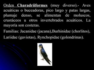 Orden Charadriiformes (muy diverso).- Aves
acuáticas o buceadoras, pico largo y patas largas,
plumaje denso, se alimentan de moluscos,
crustáceos u otros invertebrados acuáticos. La
mayoría son costeras.
Familias: Jacanidae (jacana),Burhinidae (chorlitos),
Lariidae (gaviotas), Rynchopidae (golondrinas).
 