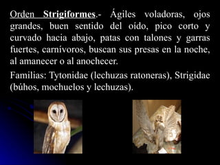 Orden Strigiformes.- Ágiles voladoras, ojos
grandes, buen sentido del oído, pico corto y
curvado hacia abajo, patas con talones y garras
fuertes, carnívoros, buscan sus presas en la noche,
al amanecer o al anochecer.
Familias: Tytonidae (lechuzas ratoneras), Strigidae
(búhos, mochuelos y lechuzas).
 
