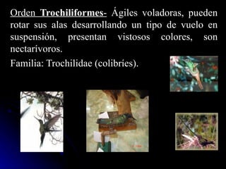 Orden Trochiliformes- Ágiles voladoras, pueden
rotar sus alas desarrollando un tipo de vuelo en
suspensión, presentan vistosos colores, son
nectarívoros.
Familia: Trochilidae (colibríes).
 