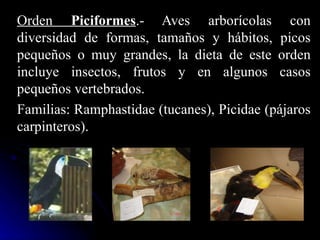 Orden Piciformes.- Aves arborícolas con
diversidad de formas, tamaños y hábitos, picos
pequeños o muy grandes, la dieta de este orden
incluye insectos, frutos y en algunos casos
pequeños vertebrados.
Familias: Ramphastidae (tucanes), Picidae (pájaros
carpinteros).
 