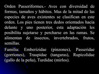 Orden Passeriformes.- Aves con diversidad de
formas, tamaños y hábitos. Mas de la mitad de las
especies de aves existentes se clasifican en este
orden. Los pies tienen tres dedos orientados hacia
delante y uno posterior, esta adaptación les
posibilita sujetarse y percharse en las ramas. Se
alimentan de insectos, invertebrados, frutos,
semillas.
Familia: Emberizidae (pinzones), Passeridae
(gorriones), Traupidae (tangaras), Rupicolidae
(gallo de la peña), Turdidae (mirlos).
 