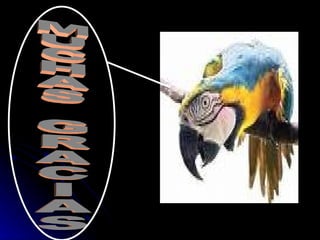 Clase aves por jorge duque-lopez