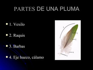 PARTES DE UNA PLUMA

   1. Vexilo

   2. Raquis

   3. Barbas

   4. Eje hueco, cálamo
 