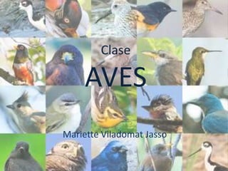 Clase

     AVES
Mariette Viladomat Jasso
 