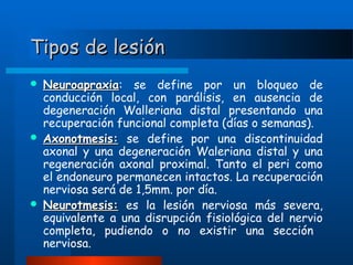 Tipos de lesión






Neuroapraxia: se define por un bloqueo de
Neuroapraxia
conducción local, con parálisis, en ausencia de
degeneración Walleriana distal presentando una
recuperación funcional completa (días o semanas).
Axonotmesis: se define por una discontinuidad
axonal y una degeneración Waleriana distal y una
regeneración axonal proximal. Tanto el peri como
el endoneuro permanecen intactos. La recuperación
nerviosa será de 1,5mm. por día.
Neurotmesis: es la lesión nerviosa más severa,
equivalente a una disrupción fisiológica del nervio
completa, pudiendo o no existir una sección
nerviosa.

 