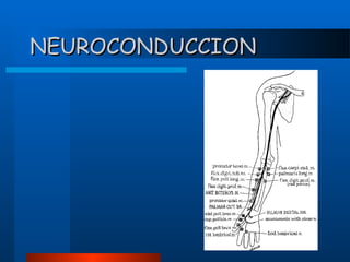 NEUROCONDUCCION

 