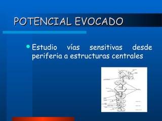 POTENCIAL EVOCADO
 Estudio

vías sensitivas desde
periferia a estructuras centrales

 
