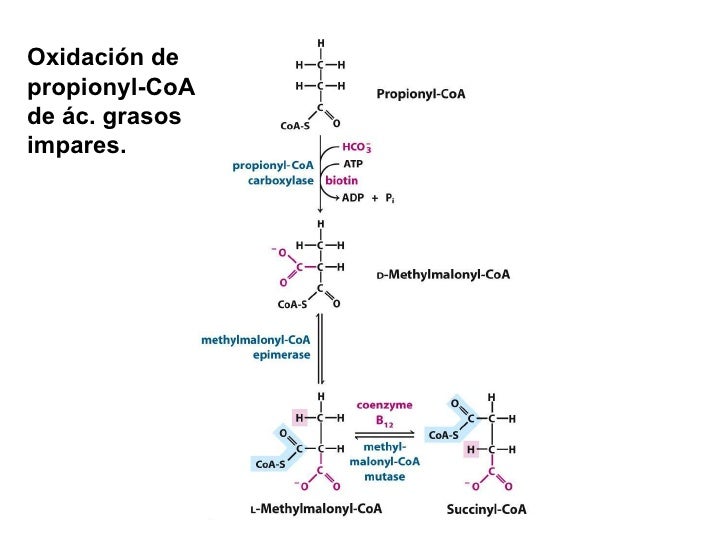 Clase beta oxidación