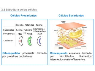 2.2 Estructura de las células
Citoesqueleto eucariota formado
por microtúbulos, filamentos
intermedios y microfilamentos.
Citoesqueleto procariota formado
por proteínas bacterianas.
Células Procariontes Células Eucariontes
 