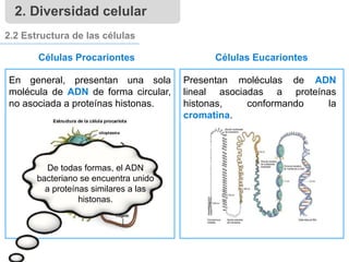2.2 Estructura de las células
Presentan moléculas de ADN
lineal asociadas a proteínas
histonas, conformando la
cromatina.
En general, presentan una sola
molécula de ADN de forma circular,
no asociada a proteínas histonas.
2. Diversidad celular
Células Procariontes Células Eucariontes
De todas formas, el ADN
bacteriano se encuentra unido
a proteínas similares a las
histonas.
 