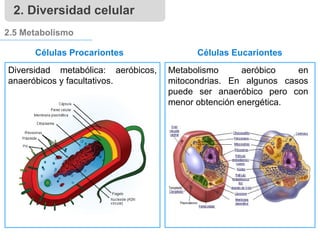 2.5 Metabolismo
Células Procariontes
Metabolismo aeróbico en
mitocondrias. En algunos casos
puede ser anaeróbico pero con
menor obtención energética.
Células Eucariontes
Diversidad metabólica: aeróbicos,
anaeróbicos y facultativos.
2. Diversidad celular
 