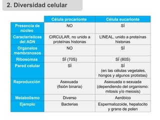 Célula procarionte Célula eucarionte
Presencia de
núcleo
NO SÍ
Características
del ADN
CIRCULAR, no unido a
proteínas histonas
LINEAL, unido a proteínas
histonas
Organelos
membranosos
NO SÍ
Ribosomas SÍ (70S) SÍ (80S)
Pared celular SÍ SÍ
(en las células vegetales,
hongos y algunos protistas)
Reproducción Asexuada
(fisión binaria)
Asexuada o sexuada
(dependiendo del organismo:
mitosis y/o meiosis)
Metabolismo Diverso Aeróbico
Ejemplo Bacterias Espermatozoide, hepatocito
y grano de polen
2. Diversidad celular
 