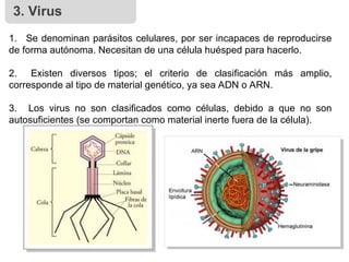 3. Virus
1. Se denominan parásitos celulares, por ser incapaces de reproducirse
de forma autónoma. Necesitan de una célula huésped para hacerlo.
2. Existen diversos tipos; el criterio de clasificación más amplio,
corresponde al tipo de material genético, ya sea ADN o ARN.
3. Los virus no son clasificados como células, debido a que no son
autosuficientes (se comportan como material inerte fuera de la célula).
 