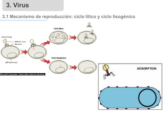 3. Virus
3.1 Mecanismo de reproducción: ciclo lítico y ciclo lisogénico
 