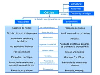Presencia de núcleo
Lineal, encerrado en el núcleo
Aeróbico
Asociado a histonas, pasando
de cromatina a cromosomas
Mitosis y/o meiosis
Grandes, 5 a 100 µm
Presencia de membranas
internas
Presente, complejo
Ausencia de núcleo
Circular, libre en el citoplasma
Anaeróbico, aeróbico y
facultativo
No asociado a histonas
Por fisión binaria
Pequeñas, 1 a 10 µm
Ausencia de membranas o
compartimientos internos
Presente, muy simple
División celular…
Células
Estructural
Funcional
Genética y de origen
unidad…
se caracterizan por...
la división más general es en…
Procariontes Eucariontes
forma del ADN…
Metabolismo…
Organización del ADN…
Tamaño…
Presencia de
membranas internas…
Citoesqueleto
 