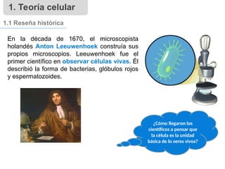 1. Teoría celular
1.1 Reseña histórica
¿Cómo llegaron los
científicos a pensar que
la célula es la unidad
básica de lo seres vivos?
En la década de 1670, el microscopista
holandés Anton Leeuwenhoek construía sus
propios microscopios. Leeuwenhoek fue el
primer científico en observar células vivas. Él
describió la forma de bacterias, glóbulos rojos
y espermatozoides.
 