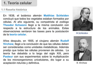 1. Teoría celular
1.1 Reseña histórica
En 1838, el botánico alemán Matthias Schleiden
concluyó que todos los vegetales estaban formados por
células. Al año siguiente, su compatriota el zoólogo
Theodor Schwann llegó a la misma conclusión con
respecto a la estructura de los animales. Estas
observaciones sentaron las bases para la postulación
de la teoría celular.
Años después, en 1855, el cirujano alemán Rudolf
Virchow, llegó a la conclusión de que las células deben
ser consideradas como unidades metabólicas. Además
predijo que todas las células provienen de células. La
teoría fue debatida a lo largo del siglo XIX, pero
Pasteur con sus experimentos sobre la multiplicación
de los microorganismos unicelulares, dio lugar a su
aceptación rotunda y definitiva.
M.Schleiden
R. Virchow
 