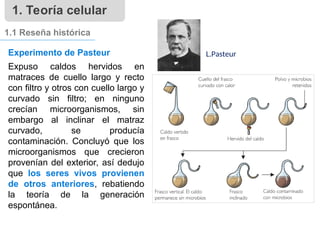 1. Teoría celular
1.1 Reseña histórica
Experimento de Pasteur
Expuso caldos hervidos en
matraces de cuello largo y recto
con filtro y otros con cuello largo y
curvado sin filtro; en ninguno
crecían microorganismos, sin
embargo al inclinar el matraz
curvado, se producía
contaminación. Concluyó que los
microorganismos que crecieron
provenían del exterior, así dedujo
que los seres vivos provienen
de otros anteriores, rebatiendo
la teoría de la generación
espontánea.
L.Pasteur
 