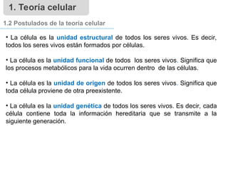 1. Teoría celular
1.2 Postulados de la teoría celular
• La célula es la unidad estructural de todos los seres vivos. Es decir,
todos los seres vivos están formados por células.
• La célula es la unidad funcional de todos los seres vivos. Significa que
los procesos metabólicos para la vida ocurren dentro de las células.
• La célula es la unidad de origen de todos los seres vivos. Significa que
toda célula proviene de otra preexistente.
• La célula es la unidad genética de todos los seres vivos. Es decir, cada
célula contiene toda la información hereditaria que se transmite a la
siguiente generación.
 
