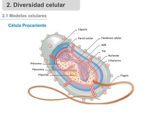 2. Diversidad celular
2.1 Modelos celulares
Célula Procarionte
Pili
 