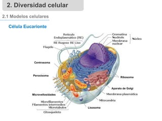 2.1 Modelos celulares
Célula Eucarionte
Centrosoma
Peroxisoma
Ribosoma
Aparato de Golgi
Lisosoma
Microvellosidades
2. Diversidad celular
 