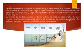 “
”
La lluvia llevaba el DDT hacia las corrientes de agua desde donde este producto altamente
tóxico encontraba facilidades para llegar a lagos y océanos. El contaminante bioacumulado
dentro de cada organismo y luego biomagnificado a través de la red de alimentos alcanzó
niveles muy altos.
Un ejemplo de los depredadores que fueron víctimas de estos procesos, es el de las aves
rapaces y marinas como las águilas calvas y las pescadoras, los halcones peregrinos y los
pelícanos marrones y las garzas que lo ingirieron al comer peces
 