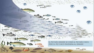 EL PEZ MÁS GRANDE SE COME AL PEZ MÁS CHICO,
PERO EL PEZ CHICO ENVENENA AL GRANDE
 
