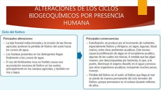 ALTERACIONES DE LOS CICLOS
BIOGEOQUÍMICOS POR PRESENCIA
HUMANA
 