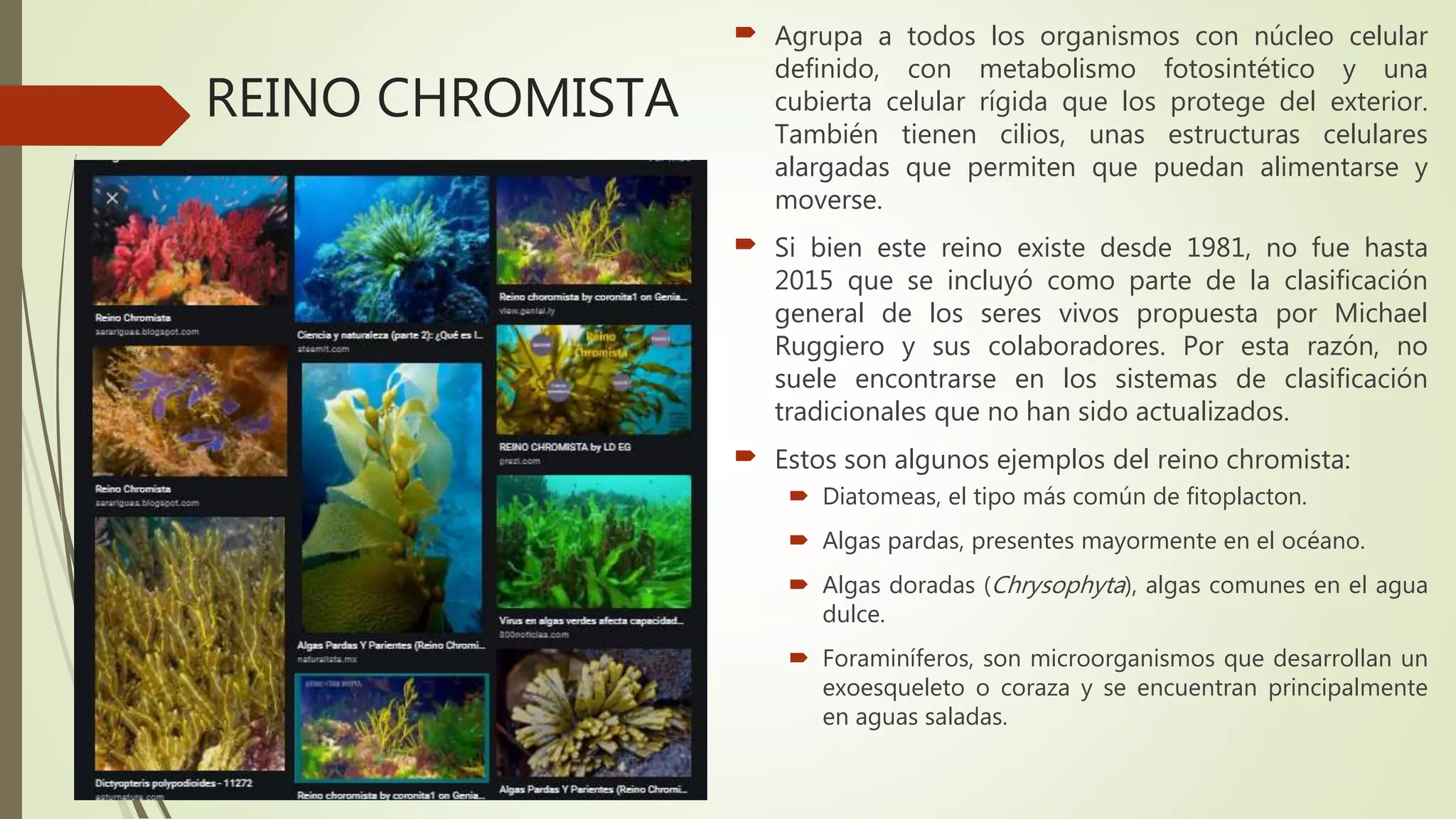 TAXONOMIA BASICA | PPTX