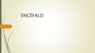 ENCÉFALO
 