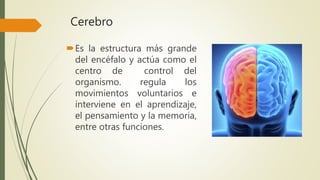 Cerebro
Es la estructura más grande
del encéfalo y actúa como el
centro de control del
organismo. regula los
movimientos voluntarios e
interviene en el aprendizaje,
el pensamiento y la memoria,
entre otras funciones.
 